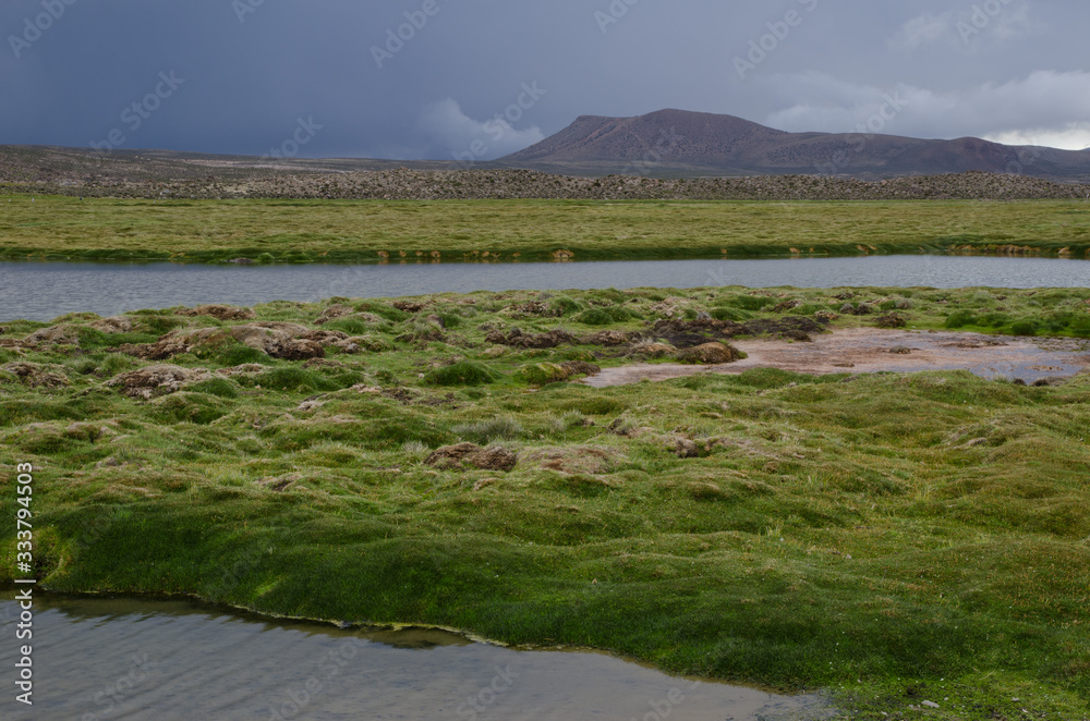 Landscape with meadows and lagoon in Parinacota.