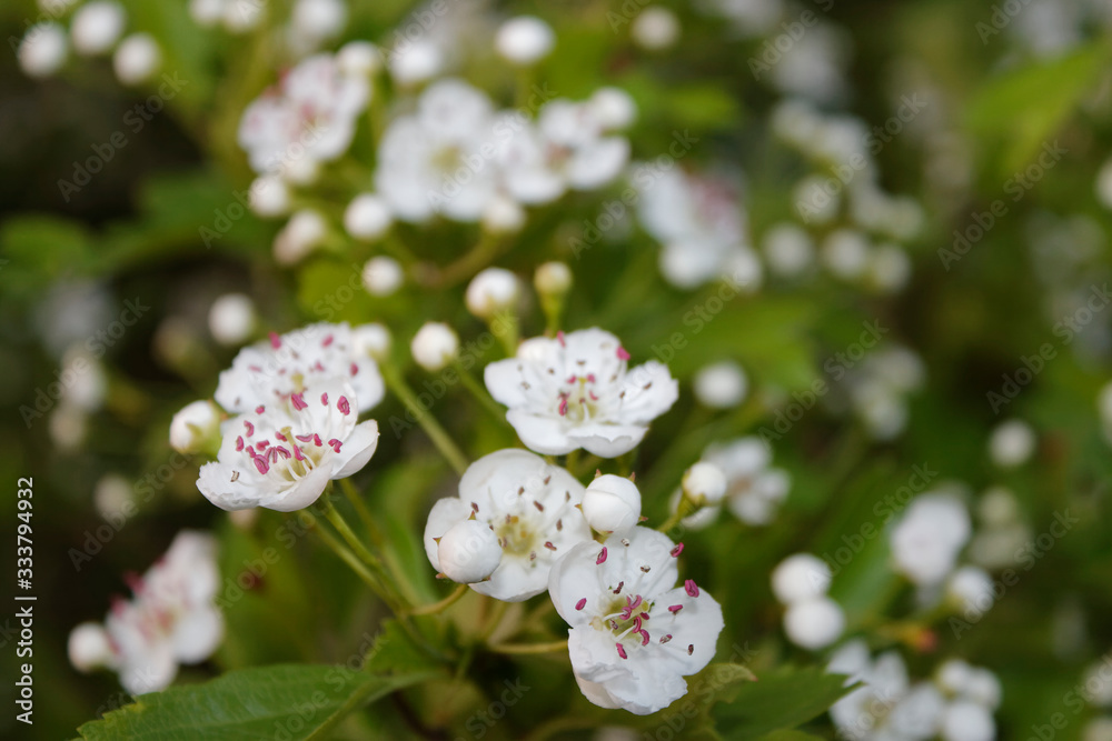 Common hawthorn, oneseed single-seeded Crataegus monogyna Common hawthorn, oneseed single-seeded Crataegus monogyna