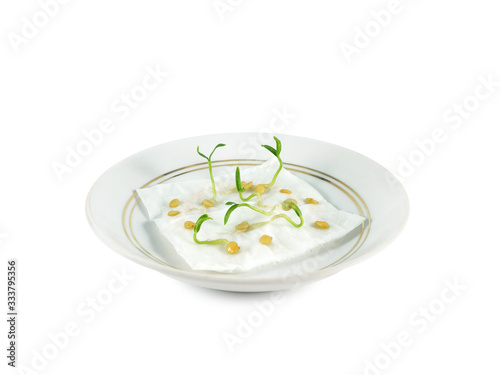 Pepper seed germination on wet napkin isolated on white background