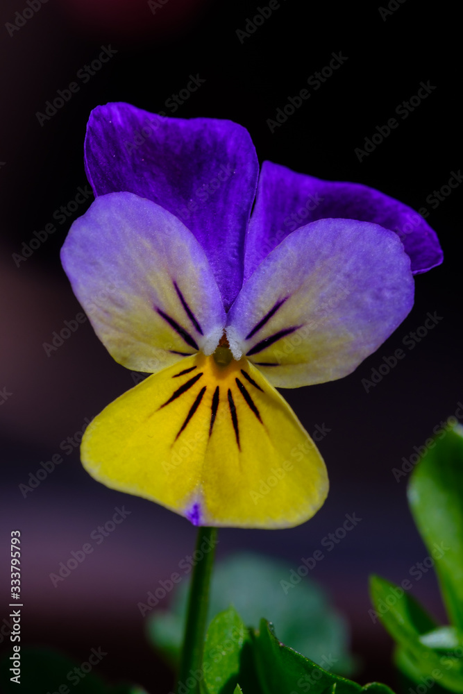 Fototapeta premium Macro flower photography Close-up of an isolated purple and yellow pansy.