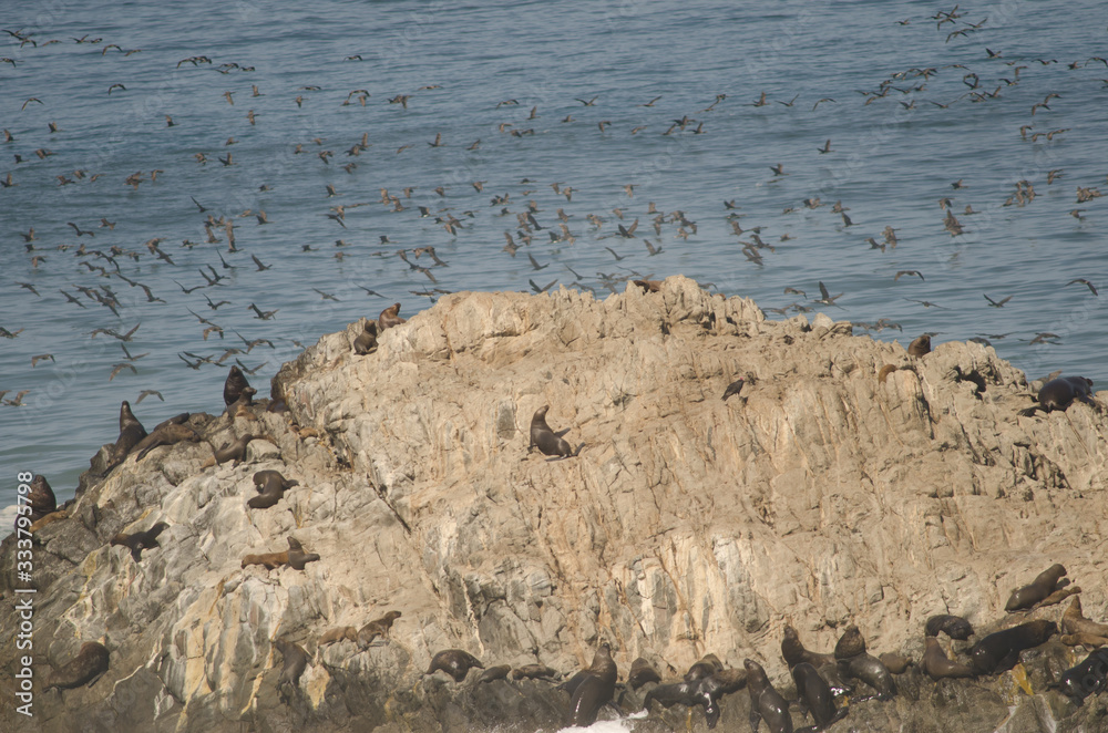 Fototapeta premium South American sea lions Otaria flavescens and guanay cormorants Leucocarbo bougainvillii in the background.