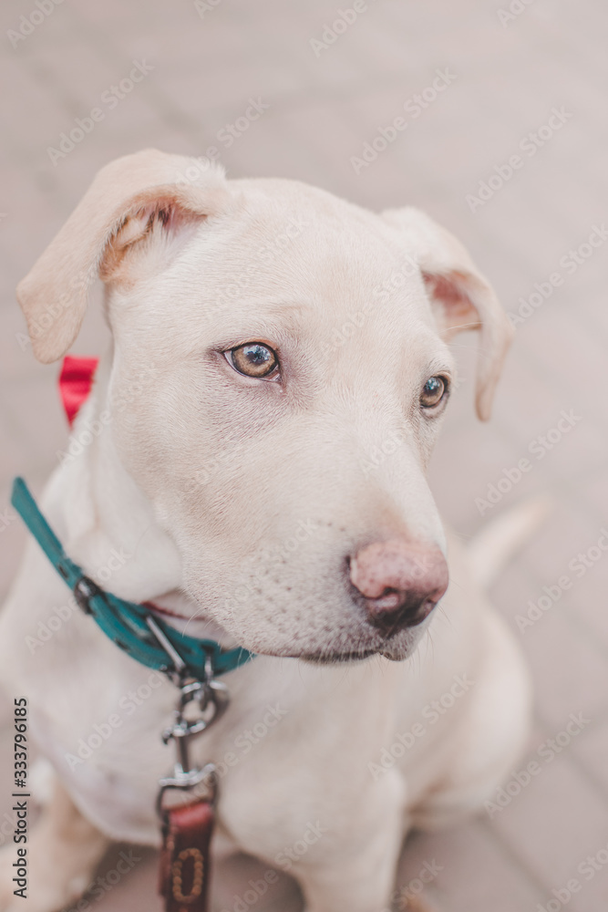 Cute white dog looking from side head portrait. pet with green collar and red tie outdoors