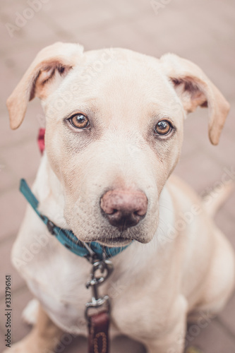 Cute white dog looking front portrait. pet with green collar and red tie outdoors