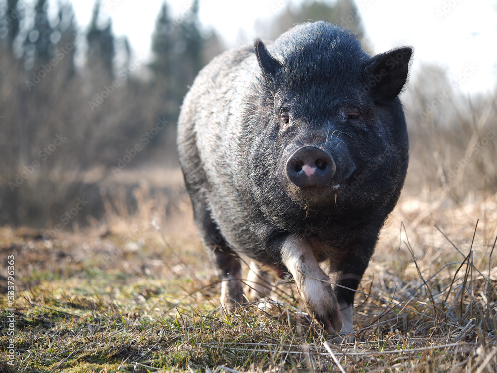Meeting with a wild boar in nature. Wild animal Meeting with a wild boar in nature. Wild animal