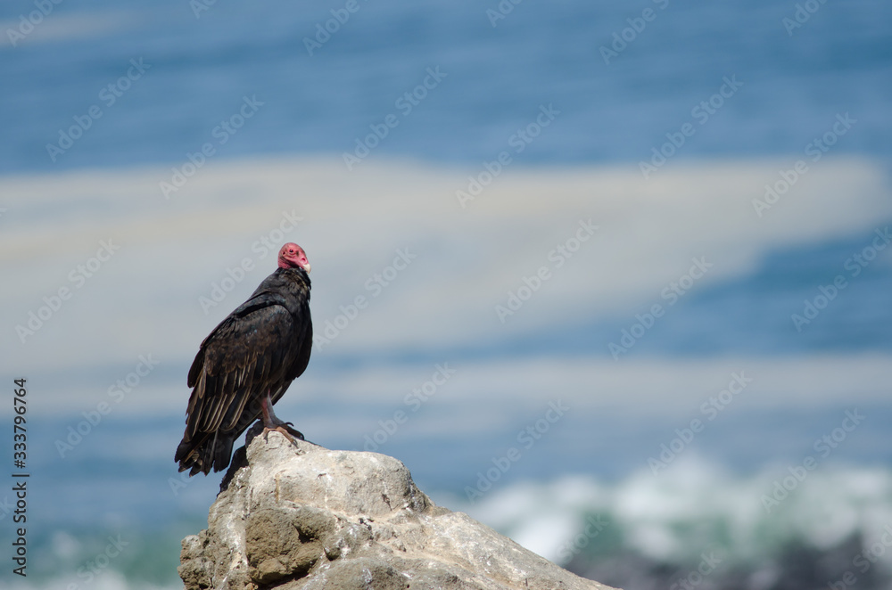 Turkey vulture Cathartes aura on a rock. Turkey vulture Cathartes aura on a rock.