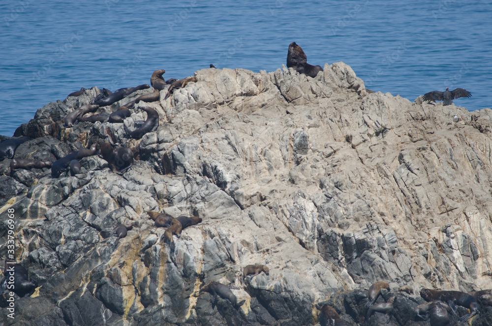 South American sea lions and turkey vulture to the right.