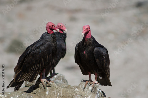 Turkey vulture Cathartes aura on a rock.