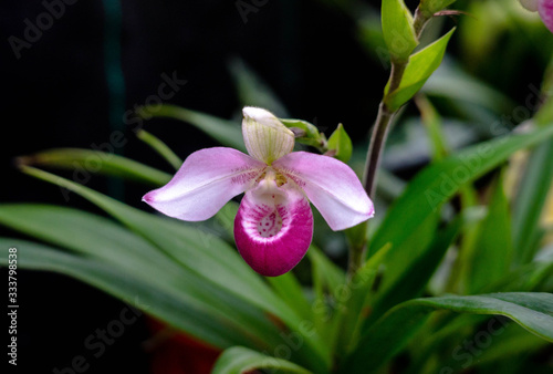 Orquideas