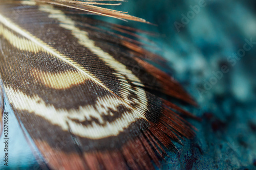 Closeup of brown Pheasant feather photo