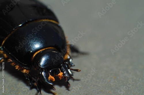 Hister quadrimaculatus Linnaeus Beetle closeup on the head, orange hair, macro photography, bug, black insect photo