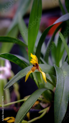 Orquideas
