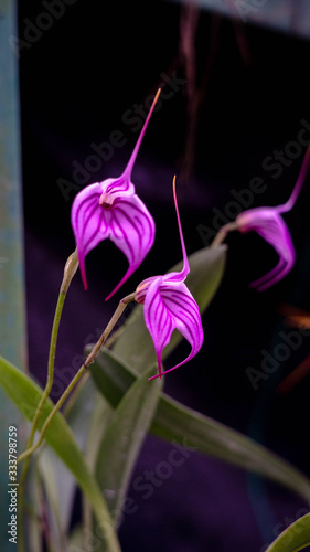 Orquideas
