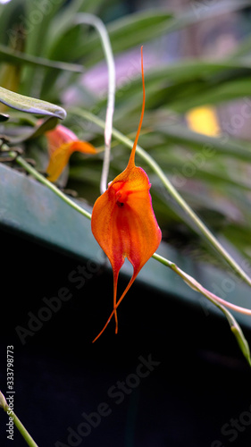 Orquideas