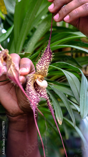 Orquidea Dracula