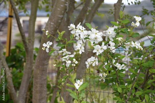 Common pearlbush (Exochirda racemosa) / Rosaceae deciduous shrub. photo