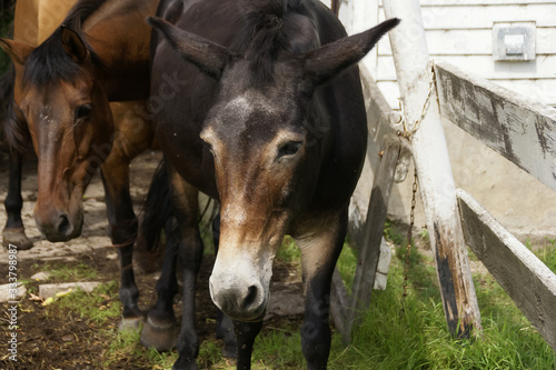 Close-up of a black mule followed by a brown horse next to a weathered white fence with green grass
