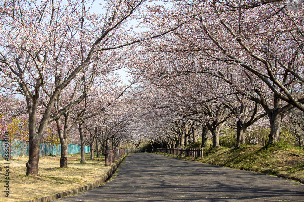 桜並木