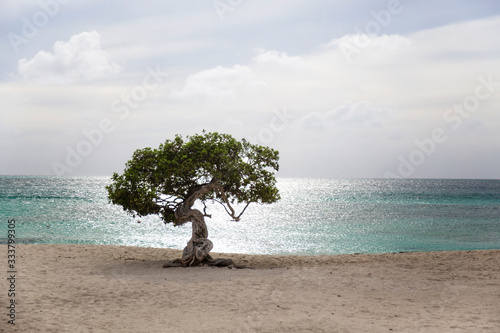 Divi Divi Tree on Eagle Beach in Aruba photo