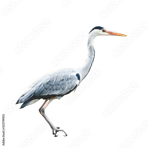 Bilde på lerret Greate blue heron (Ardea herodias) isolated on white background