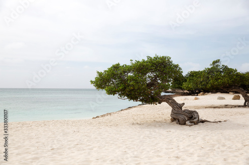Divi Divi Tree on Eagle Beach in Aruba