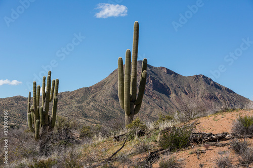 Saguaro cactus landscapes with desert and mountains