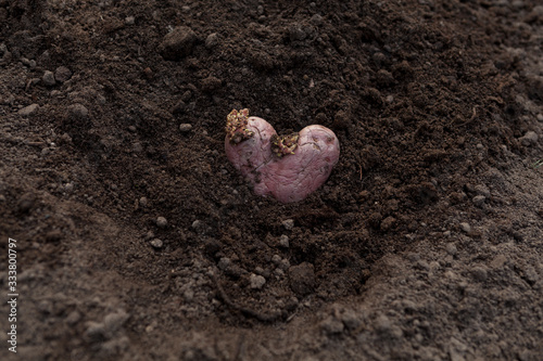 Concept- food waste reduction. Planting potatoes. Ugly potato in the shape of a heart in the ground. The use of spoiled vegetables as planting material for the new crop. Selective focus. Closeup