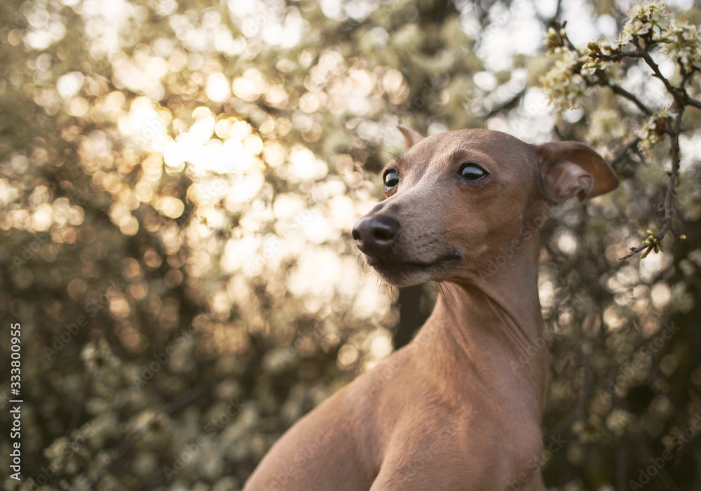 cute brown dog Italian greyhound portrait on floral trees background by the sunset