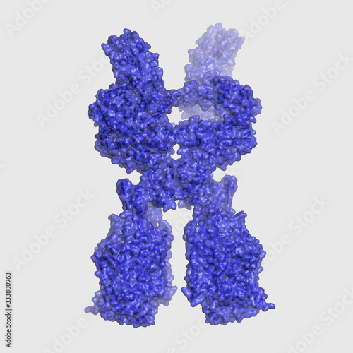 Coronavirus protein structure. Angiotensin-converting enzyme 2 and receptor binsing protein