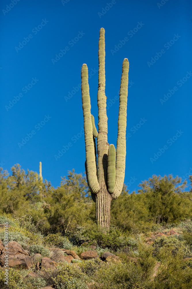 Saguaro cactus with dry desert background cactus and rocks