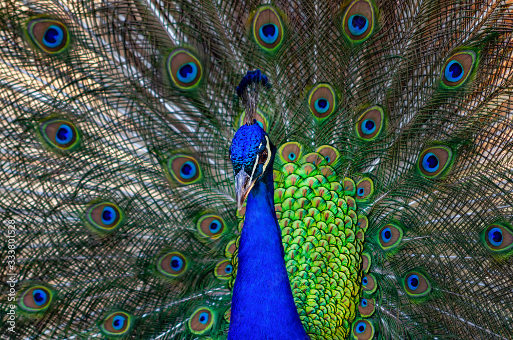 Fototapeta premium Close-up of a peacock and its plumage