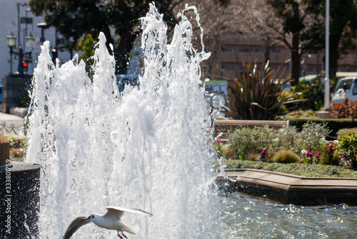 横浜 元町 山下公園 の噴水とカモメ photo
