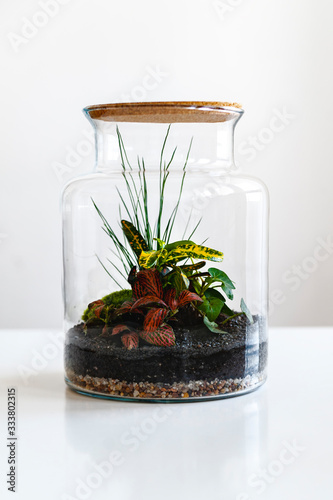 Obraz na płótnie Small decoration plants in a glass bottle/garden terrarium bottle/ forest in a jar. Terrarium jar with piece of forest with self ecosystem. Save the earth concept. Bonsai w salonie