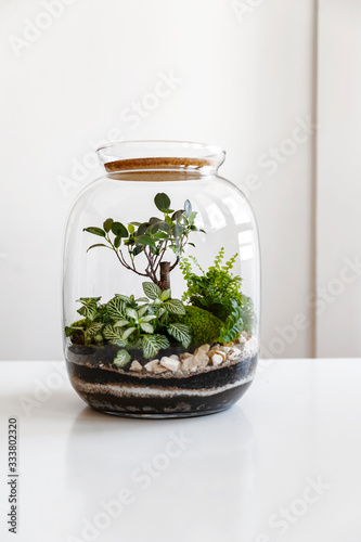 Small decoration plants in a glass bottle/garden terrarium bottle/ forest in a jar. Terrarium jar with piece of forest with self ecosystem. Save the earth concept. Bonsai                    