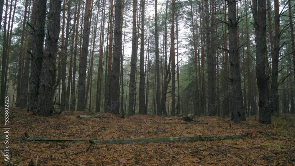 fog in the autumn pine forest, Fresh foggy morning in a pine forest, fog flowing through pine tree, mist in untouched spruce forest, glade in the pine forest fog in the autumn pine forest, Fresh foggy morning in a pine forest, fog flowing through pine tree, mist in untouched spruce forest, glade in the pine forest