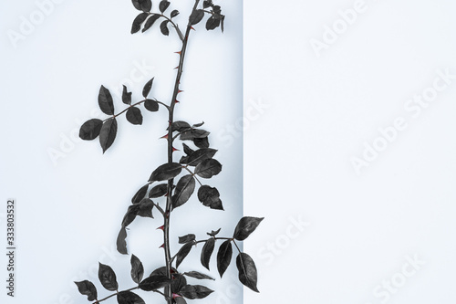 Black leaves on white background. Flat lay, top view, space.