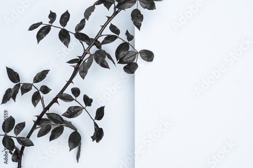 Black leaves on white background. Flat lay, top view, space.