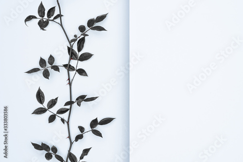 Black leaves on white background. Flat lay, top view, space.