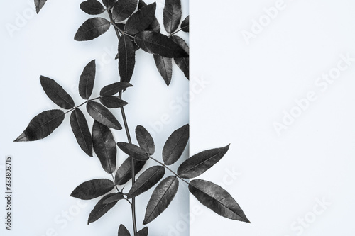 Black leaves on white background. Flat lay, top view, space.