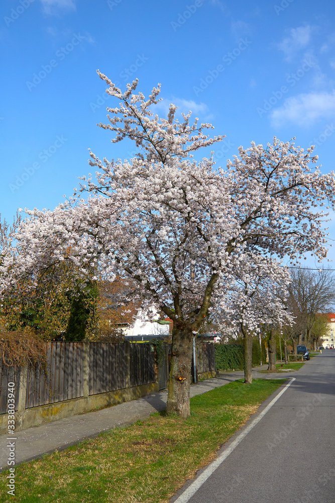 trees with blooming white petals .spring in Europe