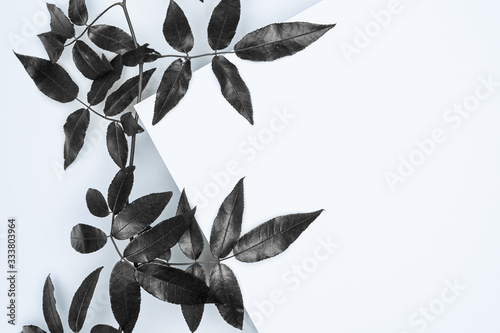 Black leaves on white background. Flat lay, top view, space.