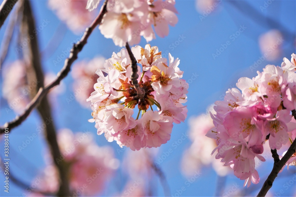 Obraz premium zoom kirschblüte orange