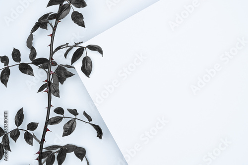 Black leaves on white background. Flat lay, top view, space.