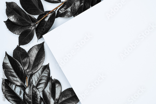 Black leaves on white background. Flat lay, top view, space.