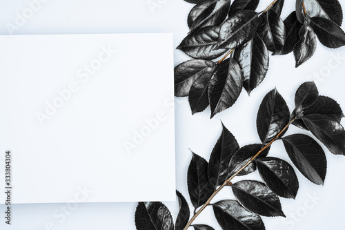 Black leaves on white background. Flat lay, top view, space.