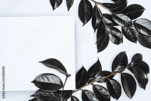 Black leaves on white background. Flat lay, top view, space.