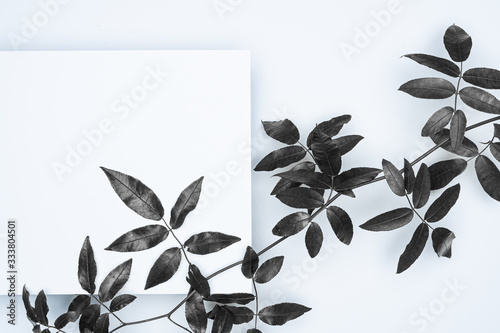 Black leaves on white background. Flat lay, top view, space.