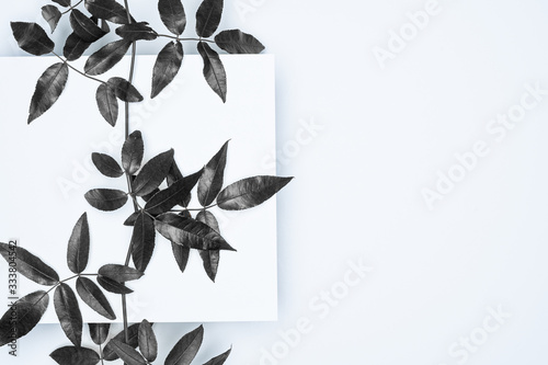 Black leaves on white background. Flat lay, top view, space.