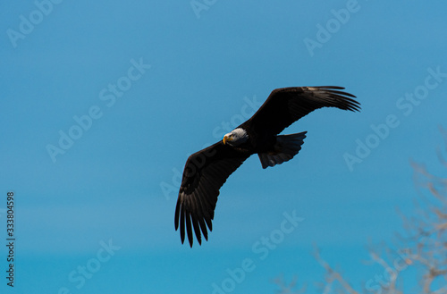 A Mature Bald Eagle in Flight