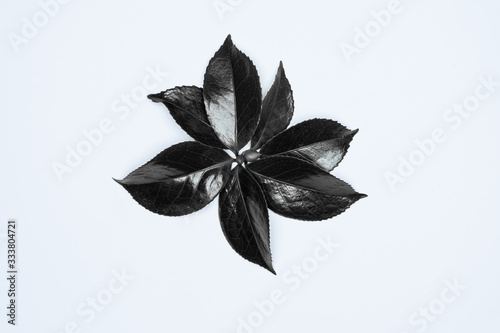 Black leaves on white background. Flat lay, top view, space.