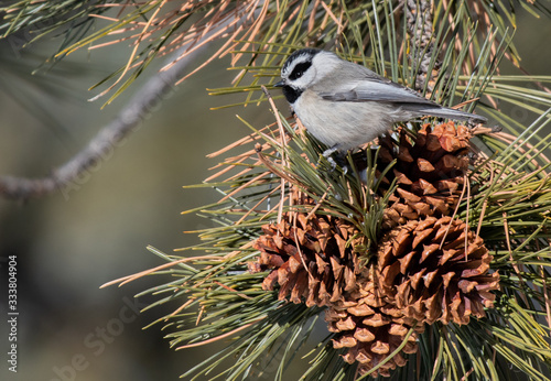 An Adorable Mountain Chickadee Perched on a Cluster of Pinecones